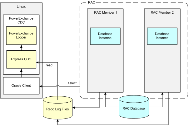 The two RAC nodes write data to the Oracle redo logs. The Express CDC capture process that runs on the Linux system reads change data from the redo logs. 
		  